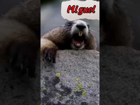 Miguel KD você meu fi?#shorts #nomes #shortshumor #memes #humor #entreterimento #miguel