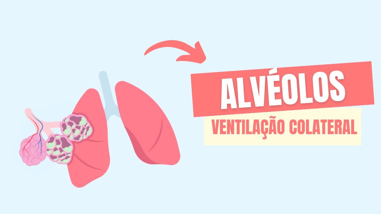 Conheça um pouco mais sobre os ALVÉOLOS e a ventilação COLATERAL | Fisiologia Respiratória