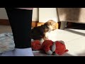 Morkie dogs for sale: Janie - Video 1