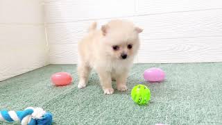 ポメラニアンの動画01