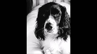 Foxy Brown - Letter To The Firm