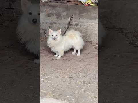 Indian Spitz pisti kutra  #pakistan #dog #bullydogs #nature #punjab