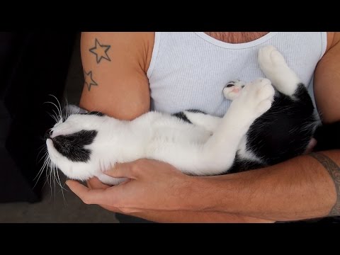 How attached are cats to their owners? - YouTube