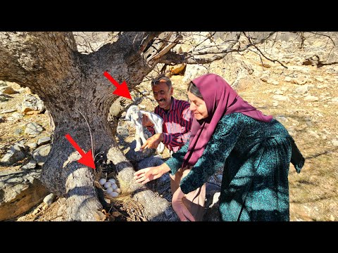 Tuba's search for a sheep that gave birth and abandoned its baby in the mountains