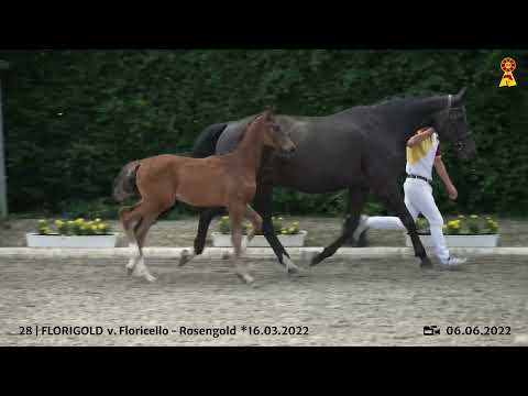 Lot 28: Hengstfohlen v. Floricello x Rosengold