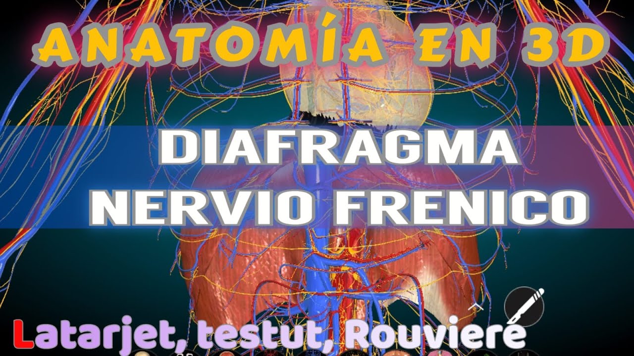 ANATOMIA 3D | DIAFRAGMA Y NERVIO FRENICO. #anatomía #medicina #recomendado