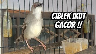 Download lagu Pancingan ciblek semi gacor AMPUH ciblek manapun jadi bunyi mp3 Download lagu Pancingan ciblek semi gacor AMPUH ciblek manapun jadi bunyi mp3