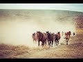 Onaqui Wild Horses   HD 720p