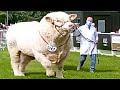 Champion Bulls Of Different Breeds At Royal Highland Show 2021