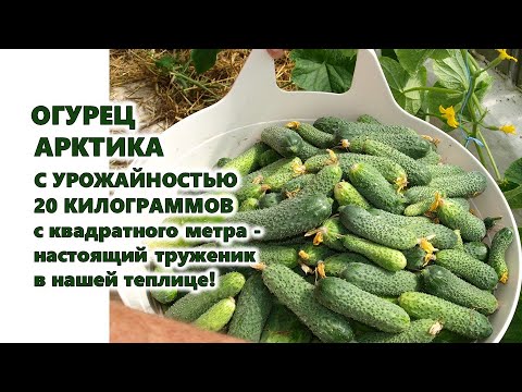 , title : 'Огурец Арктика с урожайностью 20 килограммов с квадратного метра - настоящий труженик!'