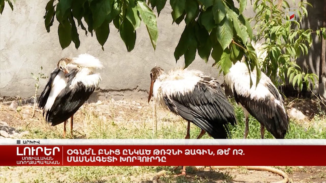 Օգնե՞լ բնից ընկած թռչնի ձագին, թե՞ ոչ. մասնագետի խորհուրդը