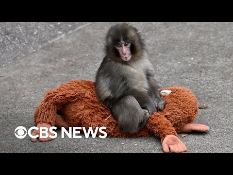 What we know about Punch the monkey