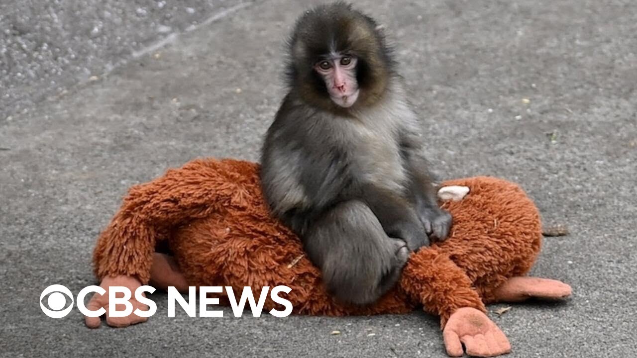 What we know about Punch the monkey