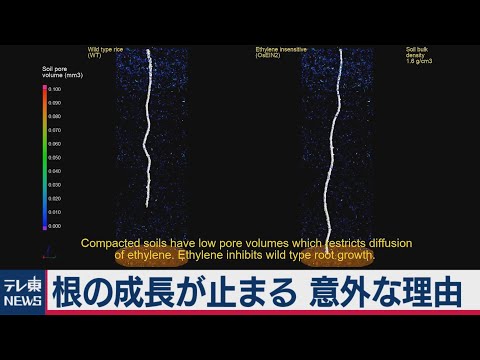 植物の成長の仕組み 自然と動物