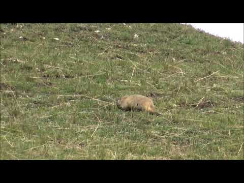 UN CUCCIOLO DI MARMOTTA IN VALLE STURA (CN) DOM. 28 - 7 - 2019