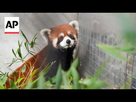 Red pandas arrive in Taipei from China in first cross-Strait zoo exchange in over a decade