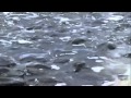 U2- Luminous Times (Official-Unofficial) Music Video