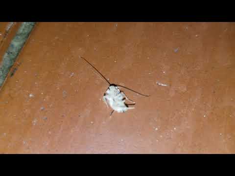 Discovering an Albino Cockroach in Manasquan, NJ