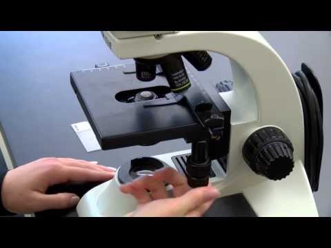 BIOLOGY 10 - Basic Microscope Setup and Use
