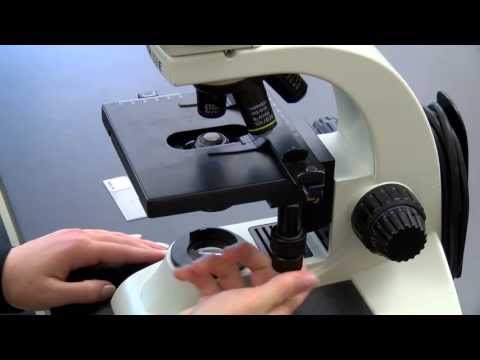 Basic microscope setup and use