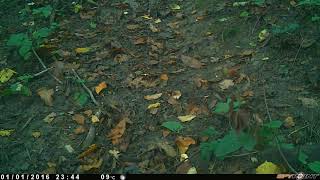 Le faux printemps...et le début du vrai