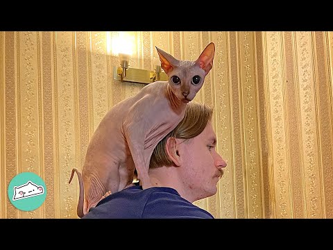 Clingy Cat Breaks Into Guy's Zoom Calls. Coworkers Are In Stitches | Cuddle Buddies