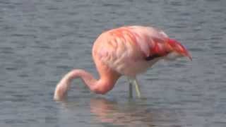 preview picture of video 'Flamingo im Tegernsee, Feb. 2015'