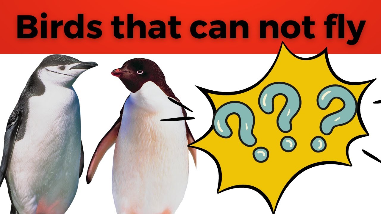 Learn About Flightless Birds | Video For Kids | Tiny Fun Learning