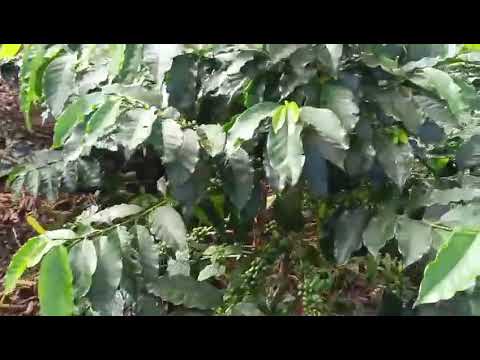 video finca vereda el palmar confines, santander