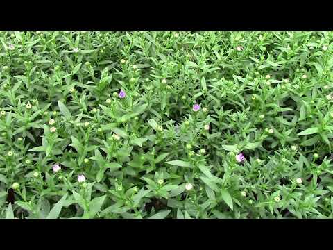 D.S. Cole Growers Week 33 2018