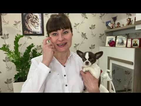 ОБЗОР- Колыбель-манеж Simplicity 4030 Auto☺☺☺♥♥♥♥