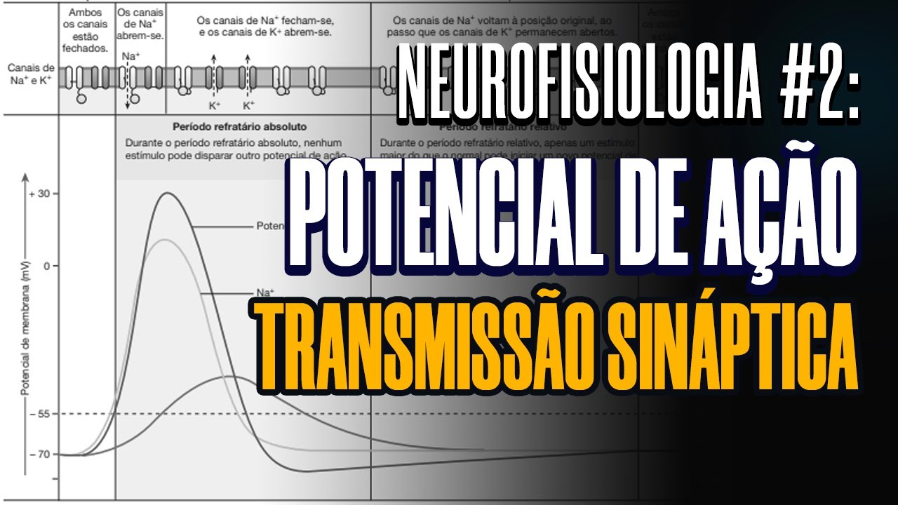 POTENCIAL DE AÇÃO E TRANSMISSÃO SINÁPTICA / AULA NEUROFISIOLOGIA #2