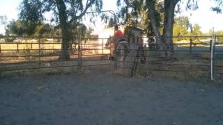 Tennessee Walker mare