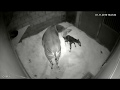 Beautiful Live Okapi Birth