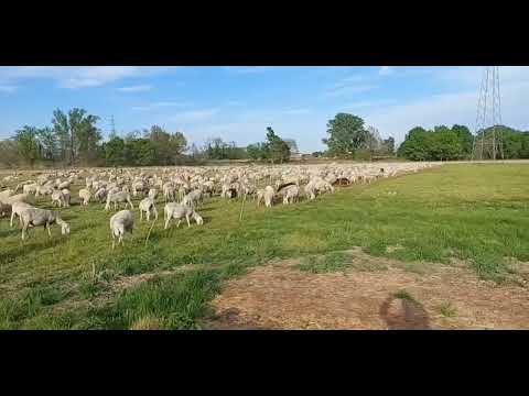 aprile--2023--gregge di pecore--nel  milanese--