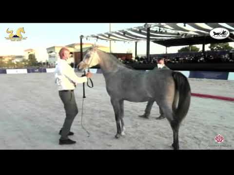 N 37 GAMILA EGA   The Egyptian Event Cairo 2021   Fillies 2 Years Old Class 3A