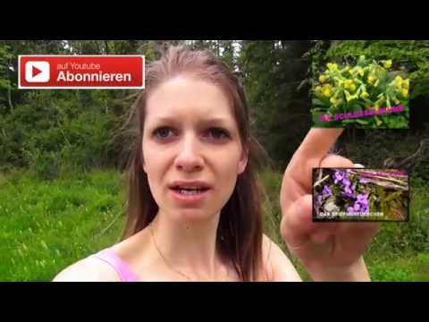 Heilpflanze - Der Wacholder - Bavaria Botanika