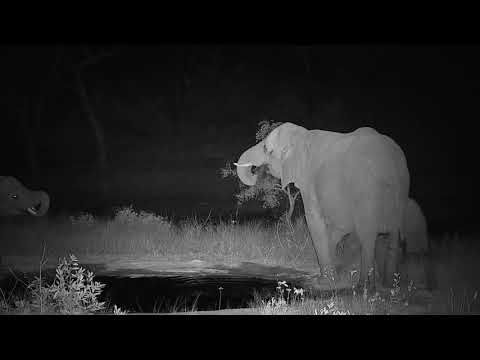Djuma: Small group of Elephants drinking at the pan - 00:26 - 08/12/20