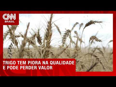 Trigo tem piora na qualidade e pode perder valor, aponta Motomco | CNN AGRO NEWS