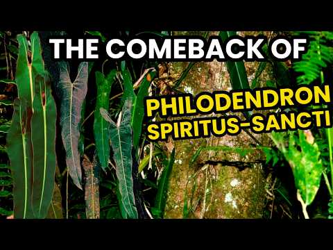 Philodendron Spiritus-Sancti Is Making a Comeback