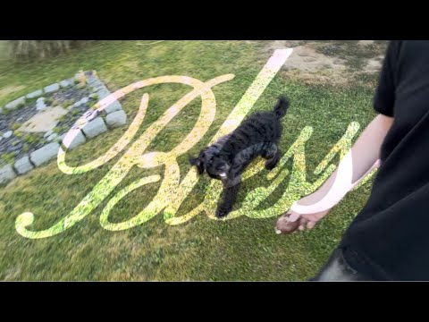 Ce chien acteur va vous briser le cœur… | BLESS (Short Film)