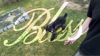 Ce chien acteur va vous briser le cœur… | BLESS (Short Film)