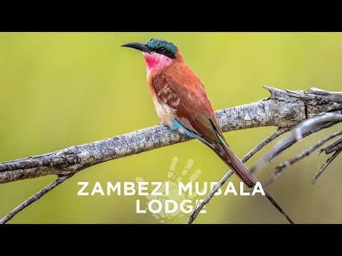 A Namibian Getaway - Zambezi Mubala Lodge