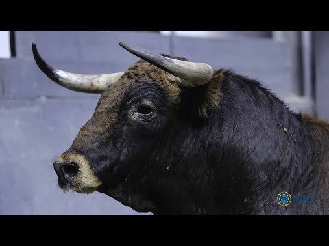 SORTEO | Novillada 23 mayo, Fuente Ymbro