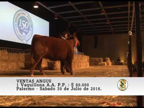 30-07-16 Venta de Hembras - Raza Angus - Palermo 2016.