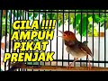 MASTERAN PRENJAK KEPALA MERAH GACOR SUARA NGALUN ENAK COCOK UNTUK PIKAT PANCINGAN