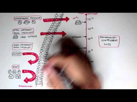 Human Metabolism Map I Glycolysis