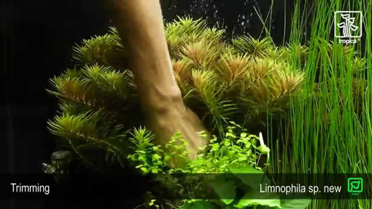 Video laden: 