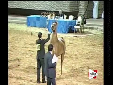 N.103 STAR OF AL ZOBAIR - Ajman 2016 - Mares 4 years old (Class 4)