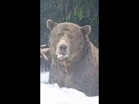 'Fat Bear Week' gets underway with voting ahead of hibernation